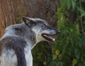 canadian-timber-wolf-4364600_1920
